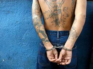 ms13